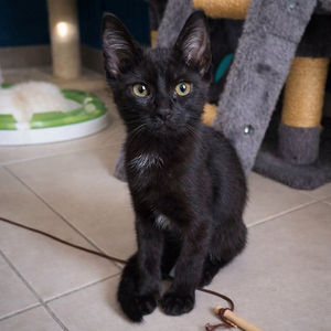 Adopter Mercredi