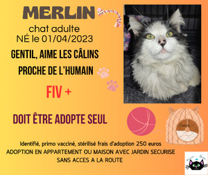 Adopter Merlin
