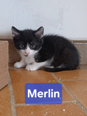 Adopter Merlin