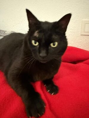 Adopter Merry