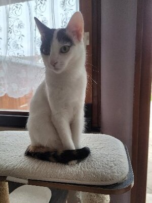 Adopter Mia