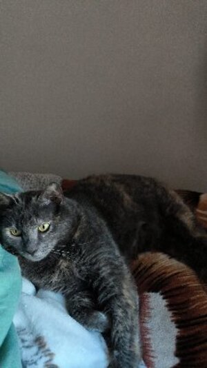 Adopter Michat