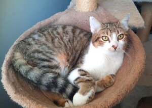 Adopter Mickey