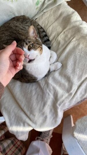 Adopter Mickey