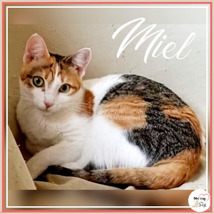 Adopter Miel