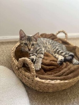 Adopter Mika
