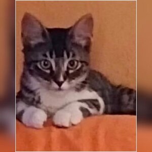 Adopter Mika
