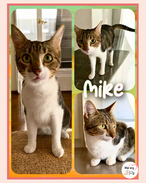 Adopter Mike