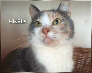 Adopter Mikela, chat a adopter!