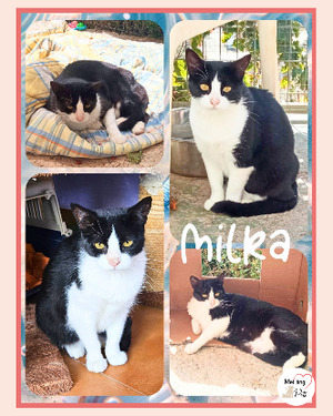 Adopter Milka