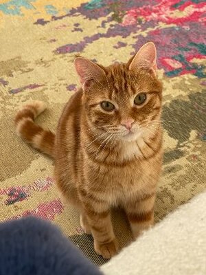 Adopter Milo