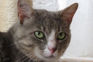 Adopter Milo
