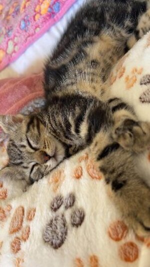 Adopter Milo
