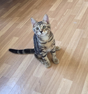 Adopter Milo
