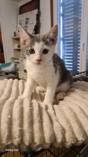 Adopter Madie