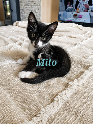 Adopter Milo
