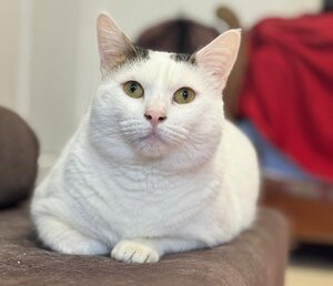 Adopter Mimi