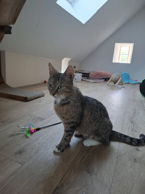 Adopter Mimi