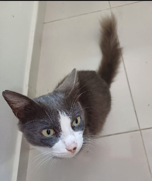 Adopter Mimi