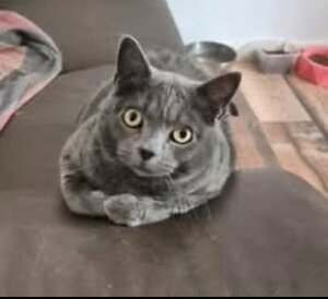Adopter Mimine