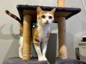 Adopter Minette