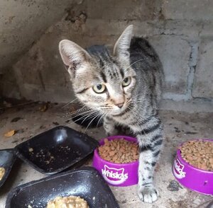 Adopter Minouche