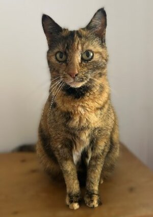 Adopter Minouche