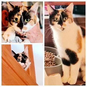 Adopter Mirabelle