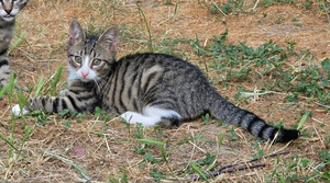 Adopter Mistigri