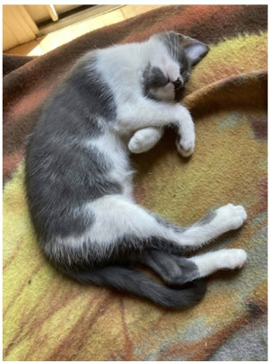 Adopter Misty
