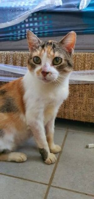 Adopter Mitcha