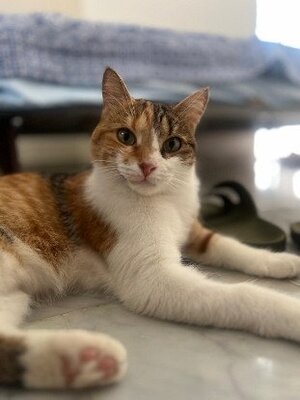 Adopter Mittens