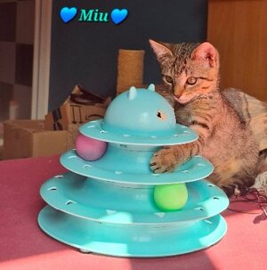 Adopter Miu
