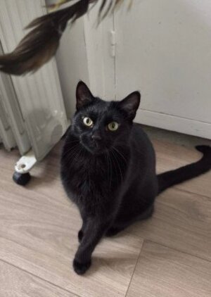 Adopter Moka
