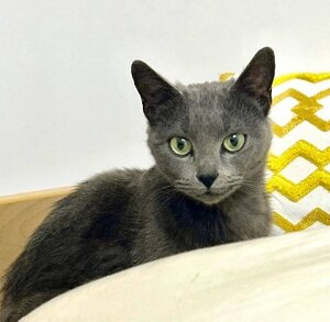 Adopter Momo