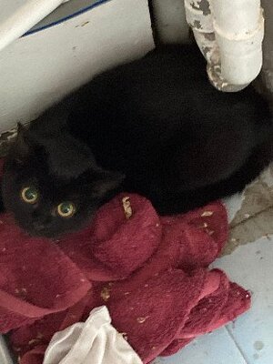 Adopter Mona