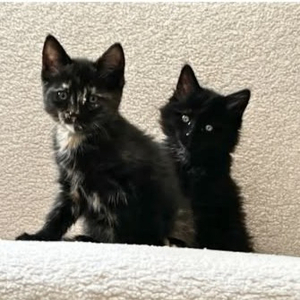 Adopter Monet et pica
