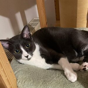 Adopter Moon