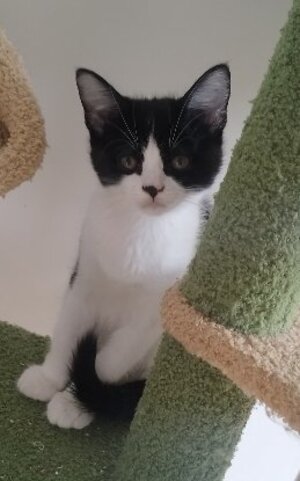 Adopter Moosh