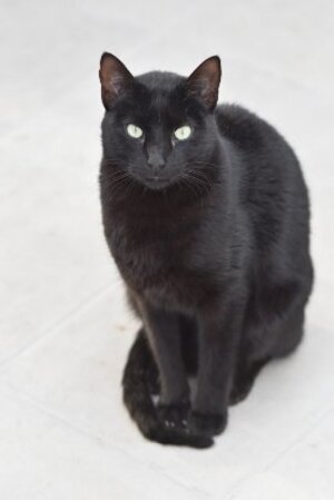 Adopter Morgan
