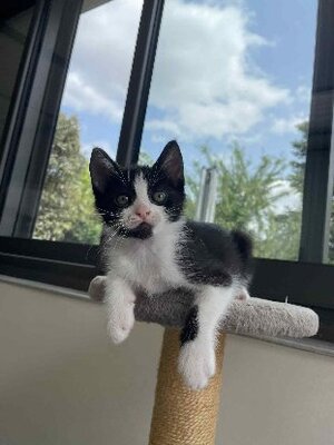 Adopter Moshi