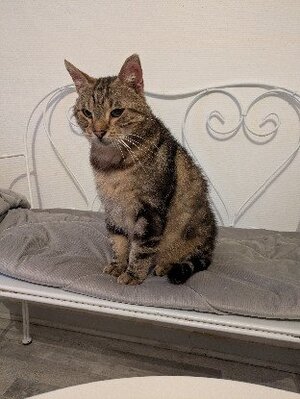Adopter Mousse