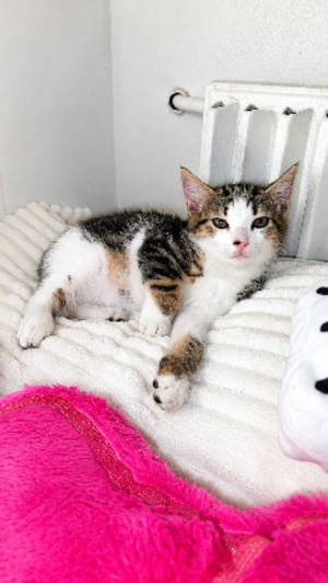 Adopter Mowgli