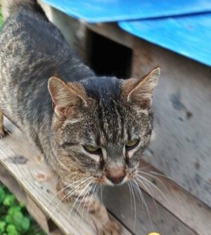 Adopter Mr patate