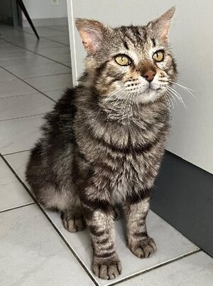 Adopter Muffin
