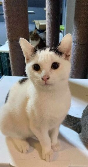 Adopter Mushu