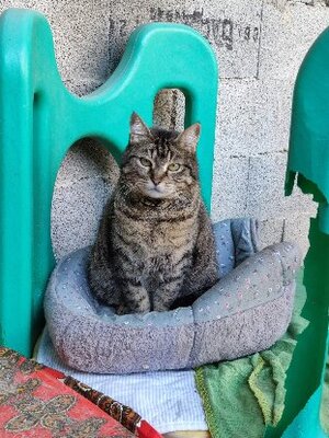 Adopter Mya