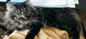 Adopter Myrtille
