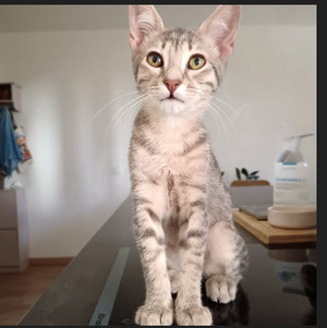 Adopter Mysa