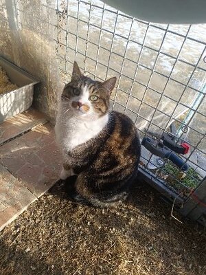 Adopter Mystere